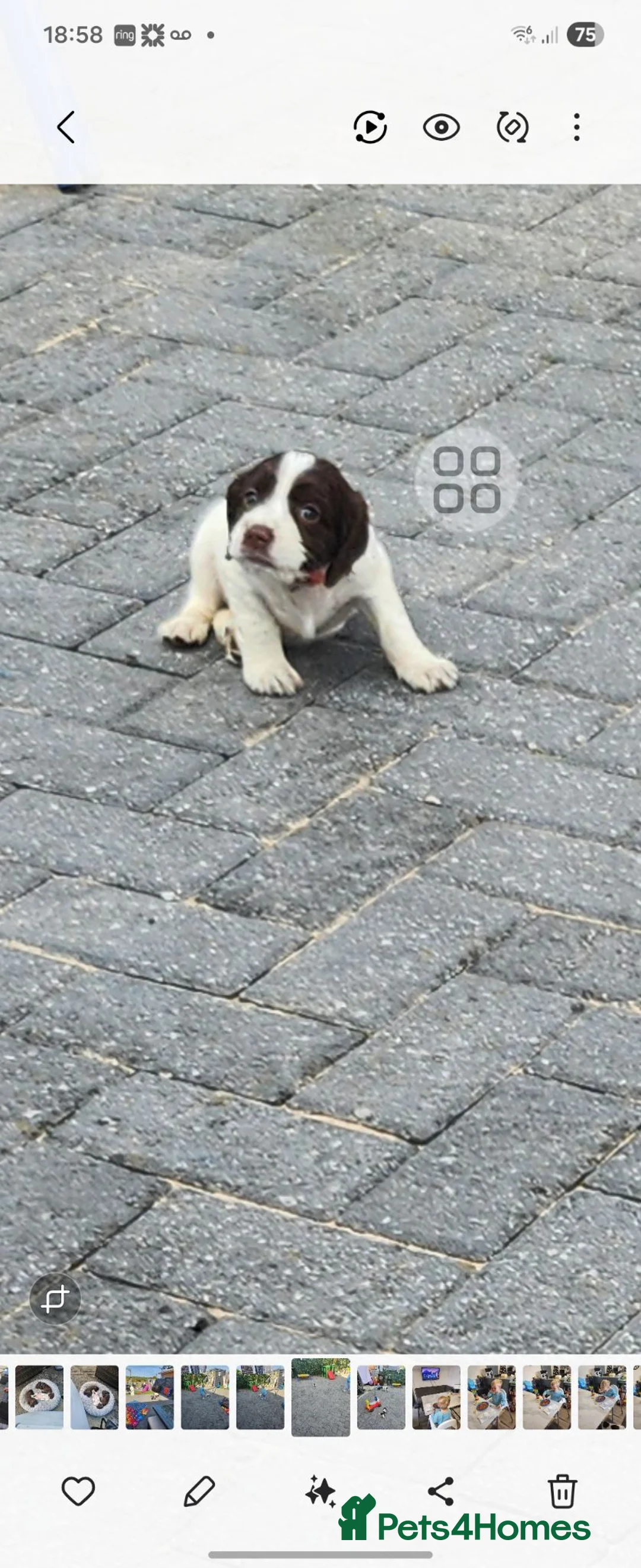 Cocker Spaniel dogs for sale: Cocker spaniels ready to by 31st of this month - Advert 17