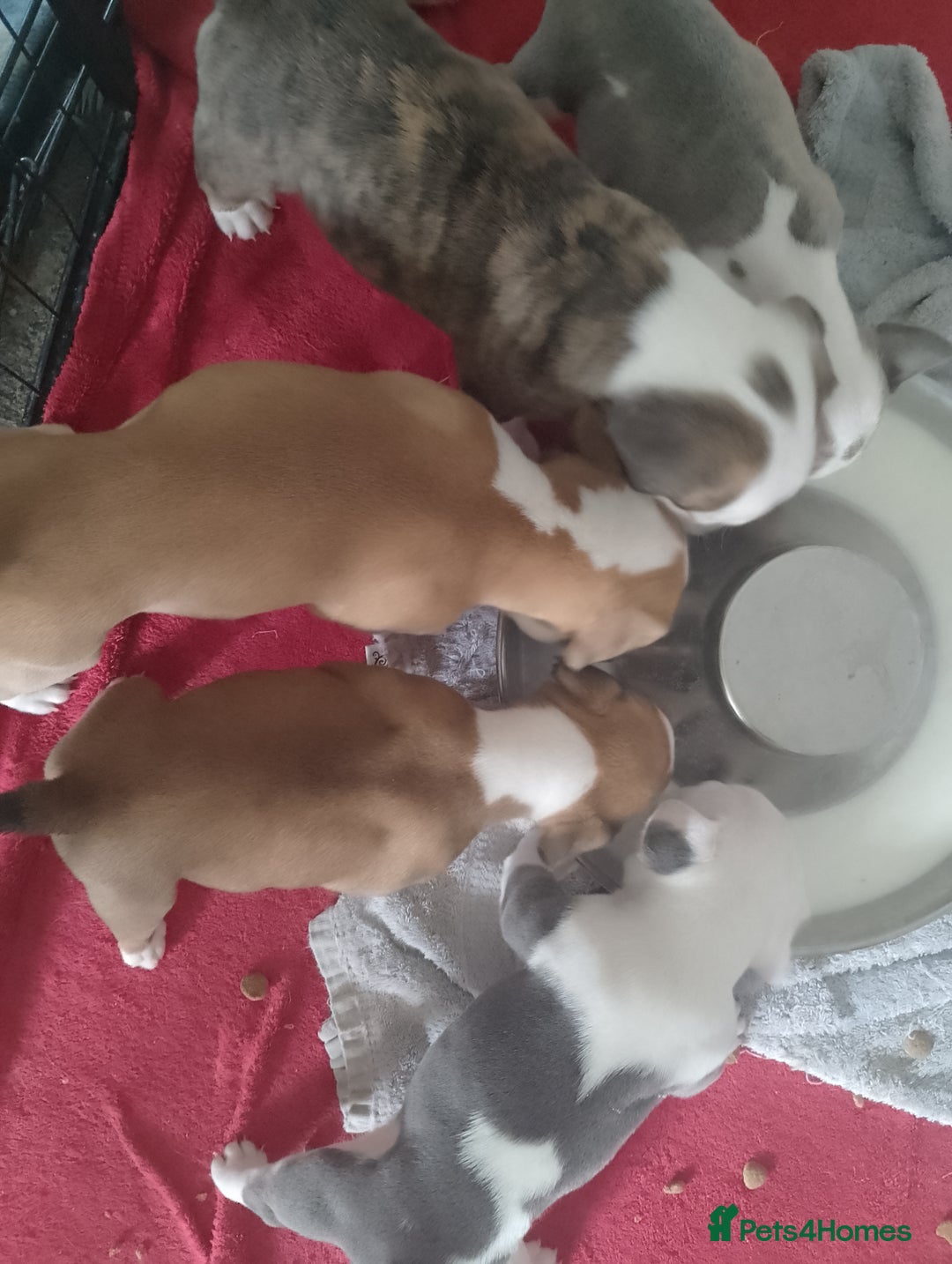 Mixed Breed dogs for sale: Beautiful Big Old Thyme bulldog x Staffy Pups  - Image 2