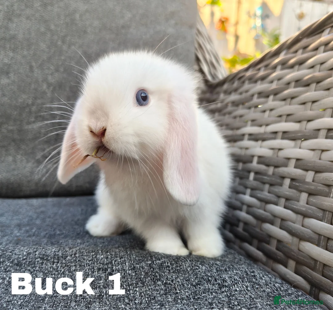 Mini Lop rabbits for sale: Stunning mini lops available for reserve  - Advert 8