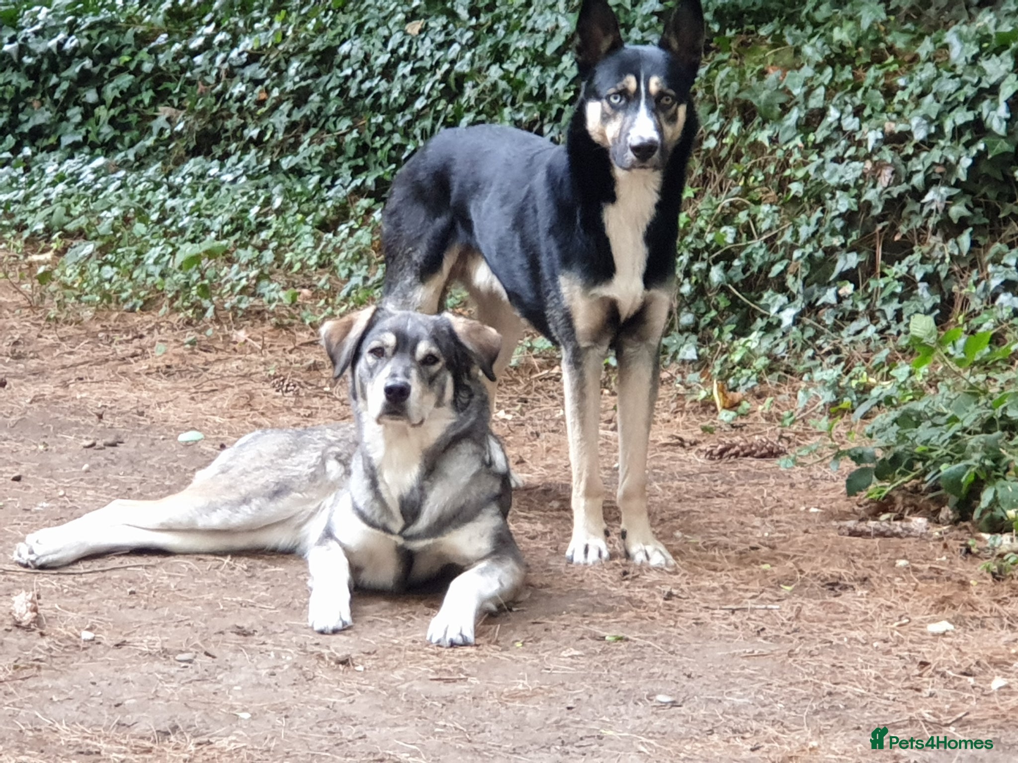 Mixed Breed dogs Husky Cross Puppies - Advert 5
