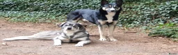 Mixed Breed dogs for sale: Husky Cross Puppies - Advert 7