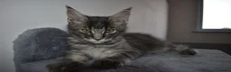 Maine Coon cats for sale: READY FOR COLLECTION  TICA registered kittens - Advert 5