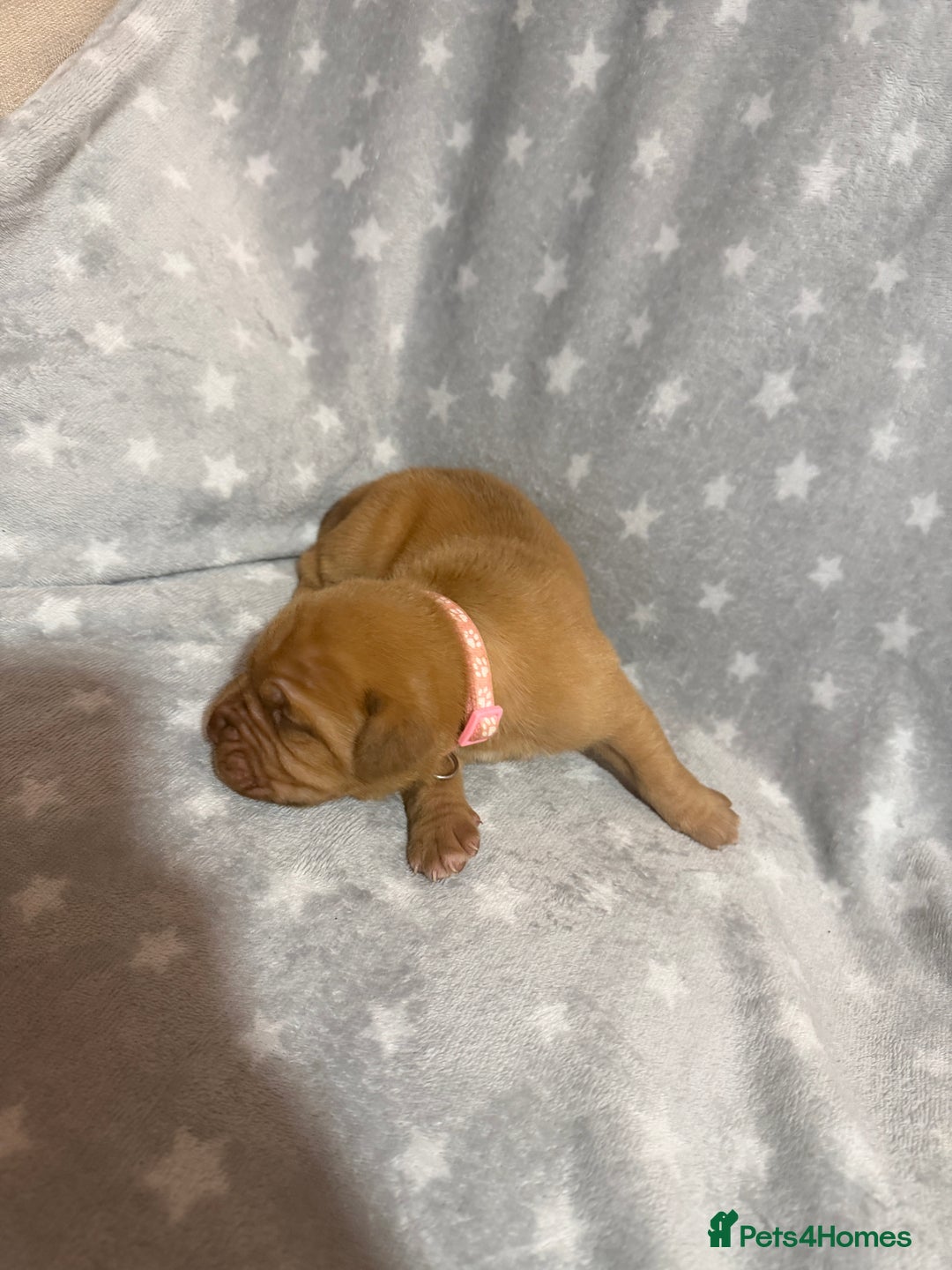 Dogue De Bordeaux dogs for sale: Beautiful Dogue De Bordeaux Puppies - Advert 5