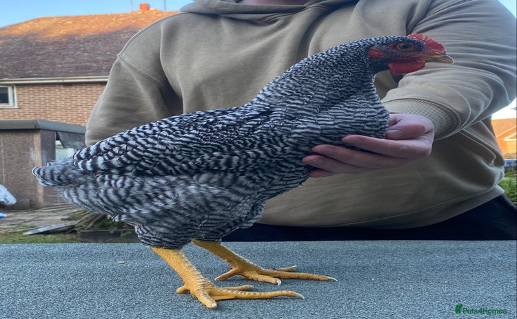 Chickens poultry - Advert 5