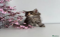Maine Coon cats for sale: Stunning TICA Maine Coon girls - Image 3