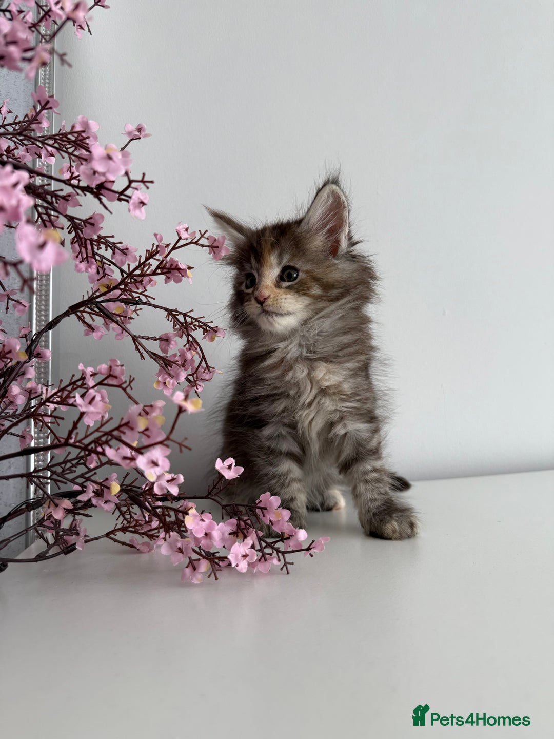 Maine Coon cats for sale: Stunning TICA Maine Coon girls - Image 3