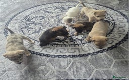 Jack Russell dogs for sale: Jack russell puppy's  - Image 10