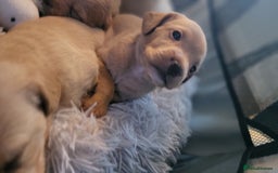 Mixed Breed dogs for sale: Frenchie x cockerpoo pups - Image 30