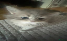 Mixed Breed cats for sale: Cute chinchilla Persian x tabby mix kittens  - Image 3