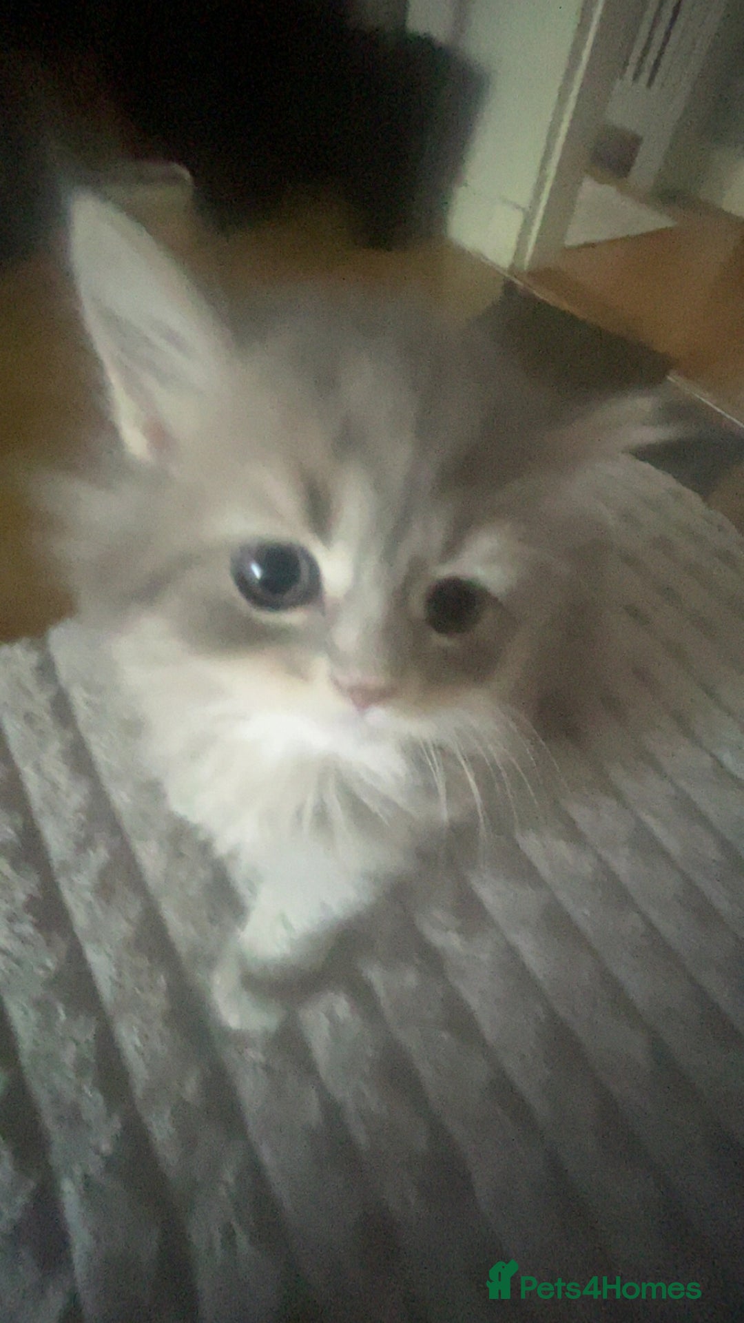 Mixed Breed cats for sale: Cute chinchilla Persian x tabby mix kittens  - Image 3
