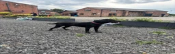 Labrador Retriever dogs for sale: 7 beautiful working Labrador puppies. in Warrington - Advert 25