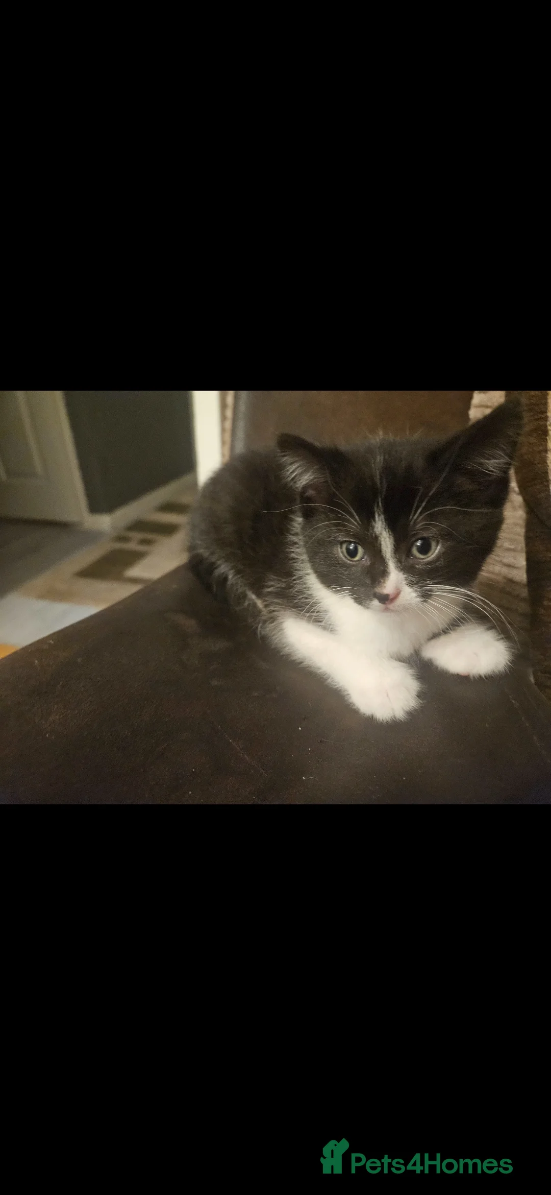 British Shorthair cats for sale: Female kitten - Advert 3