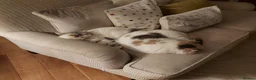 Exotic cats for sale: Beautiful Loving Exotic Female Pedegree - Advert 6