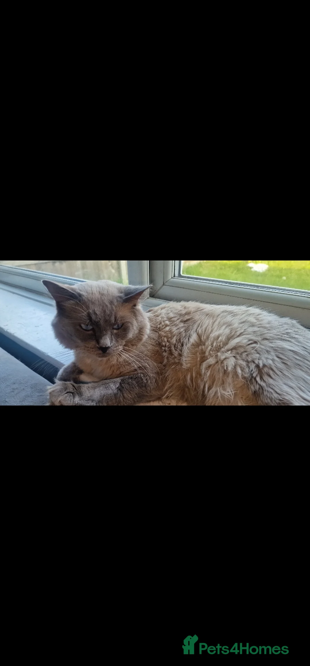 Ragdoll cats for sale: Entire male ragdoll  - Advert 3