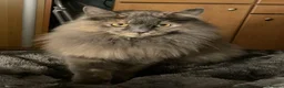 Maine Coon cats for sale: 3 beautiful Maine Coon kittens still available! - Advert 7