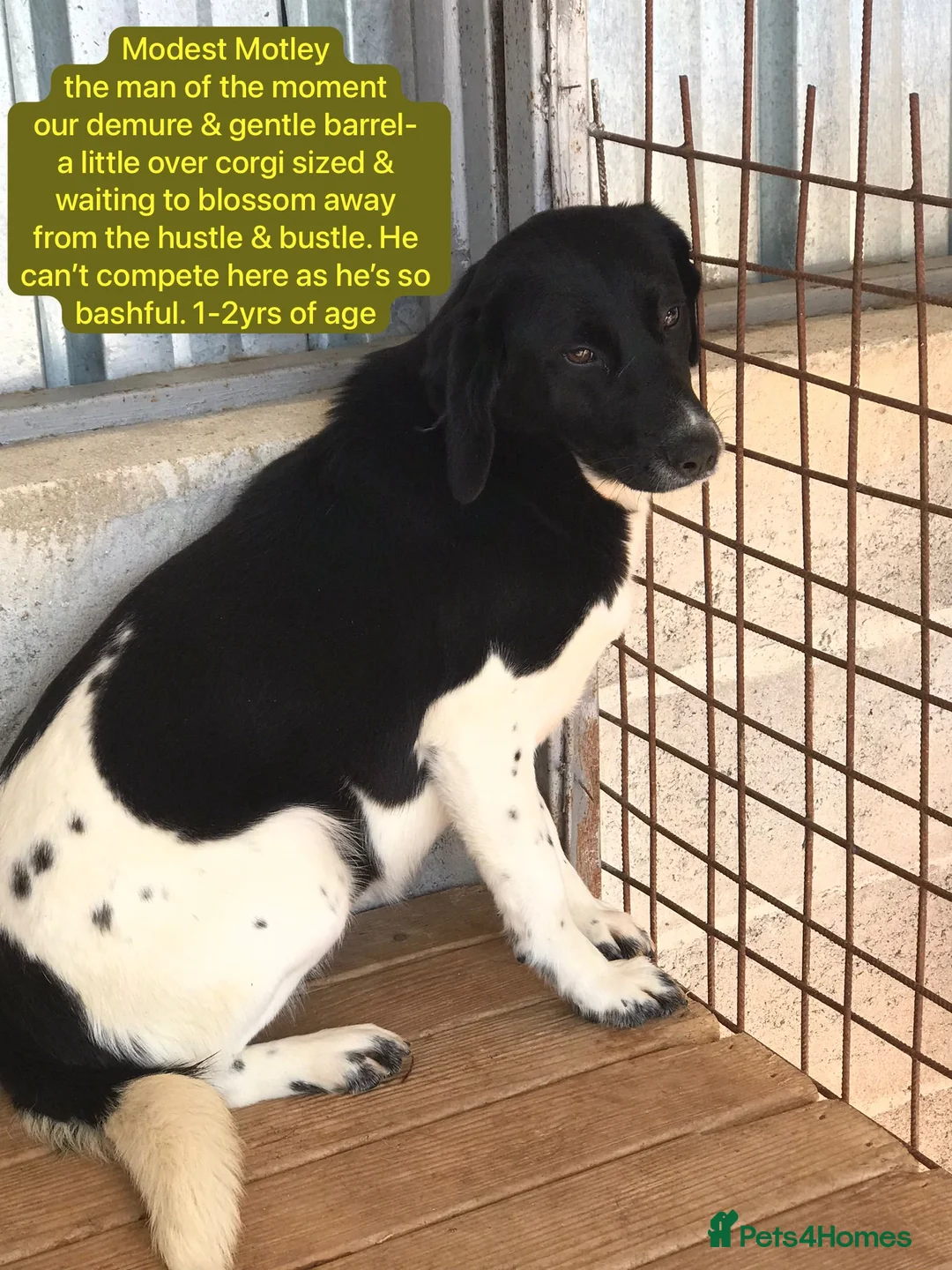 Mixed Breed dogs for adoption: Motley, 1-2 yrs old. Available for adoption. - Advert 1
