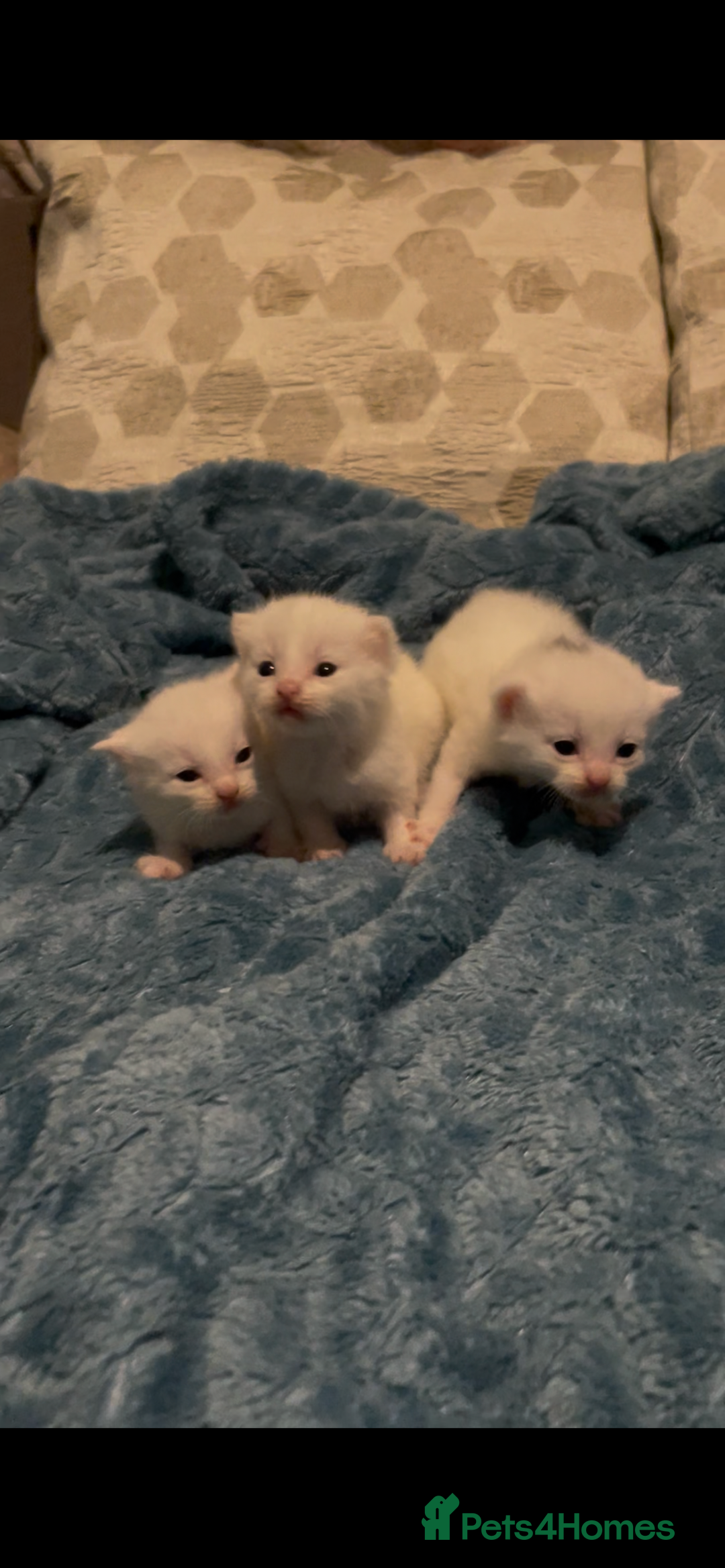 Domestic Shorthair cats for sale: Kittens ready to reserve  - Image 3
