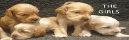 Cocker Spaniel dogs for sale: Stunning Show Cockers - Crufts Champion Pedigree in Stoke-on-Trent - Advert 6
