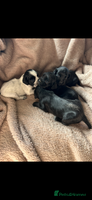 Cocker Spaniel dogs KC reg. Cocker spaniel puppies - Advert 2