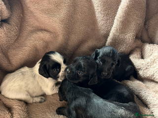 Cocker Spaniel dogs KC reg. Cocker spaniel puppies - Advert 5