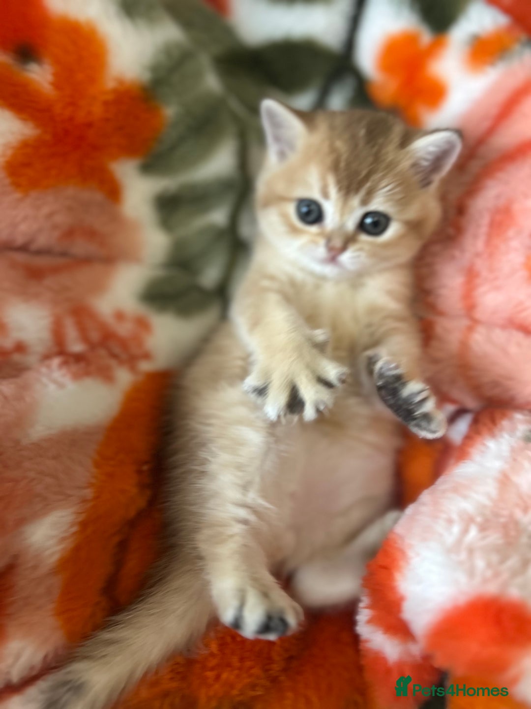 Scottish Fold cats for sale: Gold chinchilla baby’s available  - Advert 40