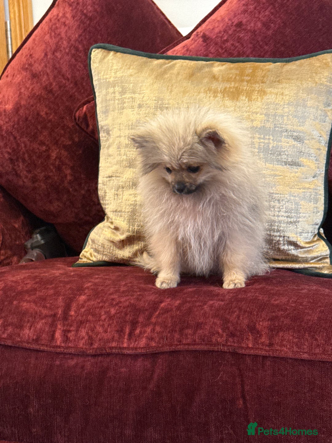 Pomeranian dogs for sale: Beautiful sable Boy Ready Now - Image 6