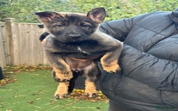German Shepherd dogs for sale: German Shepherd Puppies - exceptional bloodline  - Image 14
