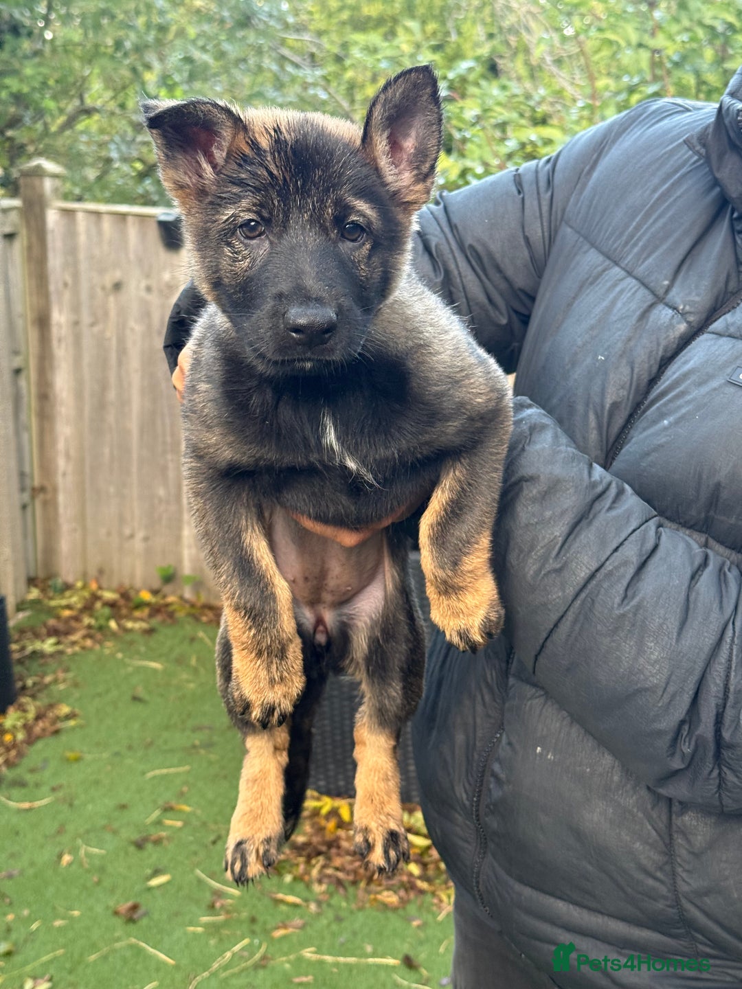 German Shepherd dogs for sale: German Shepherd Puppies - exceptional bloodline  - Image 14