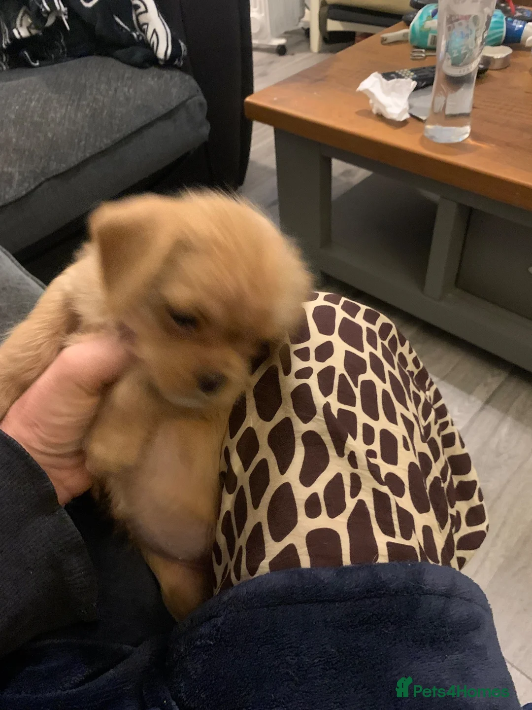 Mixed Breed dogs for sale: pug/ cavapoo in Orpington - Advert 20