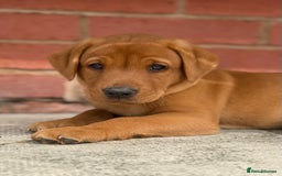 Labrador Retriever dogs for sale: Ready to leave - KC Fox Red Labrador puppies - Image 1
