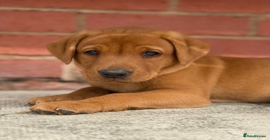 Labrador Retriever dogs - Advert 2