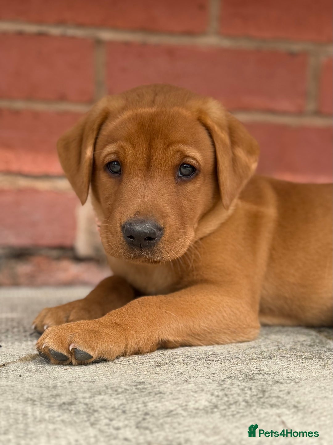 Labrador Retriever dogs for sale: Ready to leave - KC Fox Red Labrador puppies - Image 1