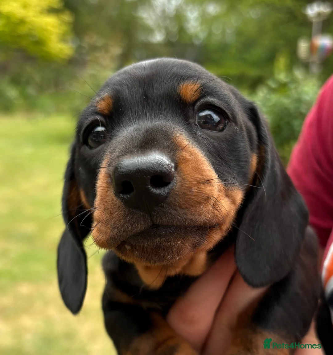 Miniature Dachshund dogs for sale: KC Registered Miniature Dachshund puppies - Advert 2