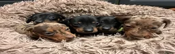 Miniature Dachshund dogs for sale: Gorgeous miniature dachshund puppies - Advert 3
