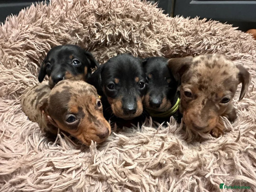 Miniature Dachshund dogs for sale: Gorgeous miniature dachshund puppies - Advert 3