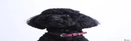 Shihpoo dogs for stud: Meet Ricco!  - Advert 3