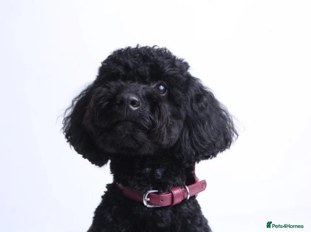 Shihpoo dogs for stud: Meet Ricco!  - Advert 3