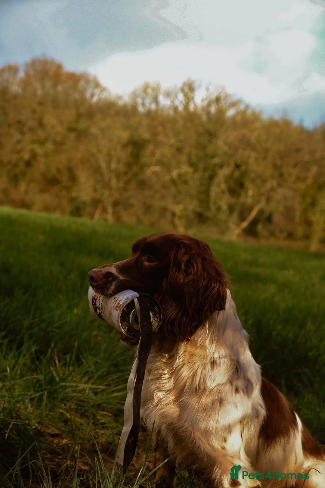 English Springer Spaniel dogs for stud: DNA Tested & Hip/Elbow scored Springer - Bryn in Carmarthen - Advert 15