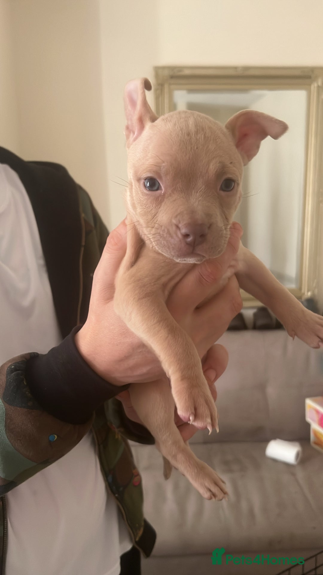 Mixed Breed dogs for sale: pocket bully x frenchie puppies 7 weeks old - Advert 9