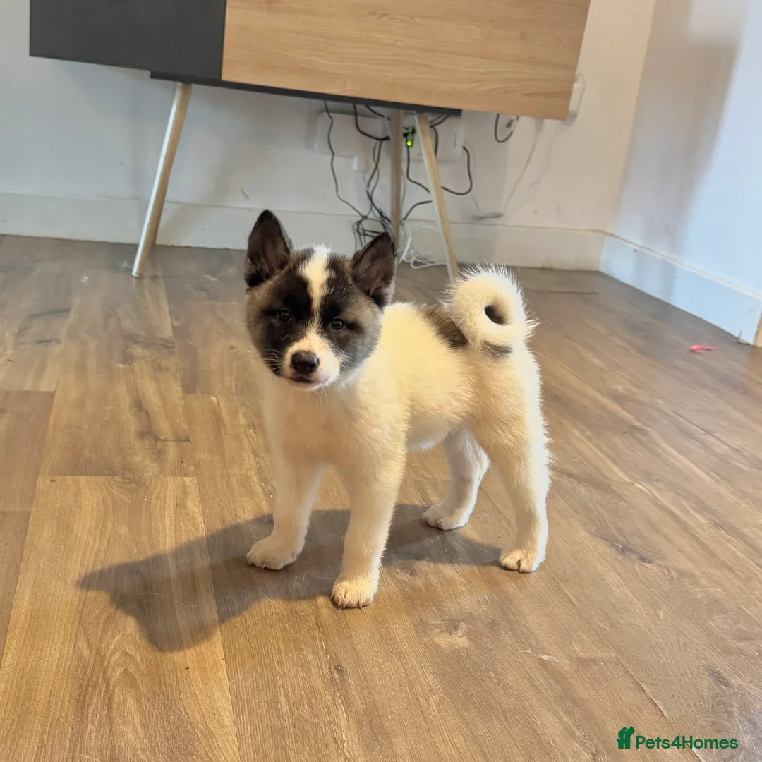 Akita dogs for sale: Quality Family Raised American Akita Puppies - Advert 16