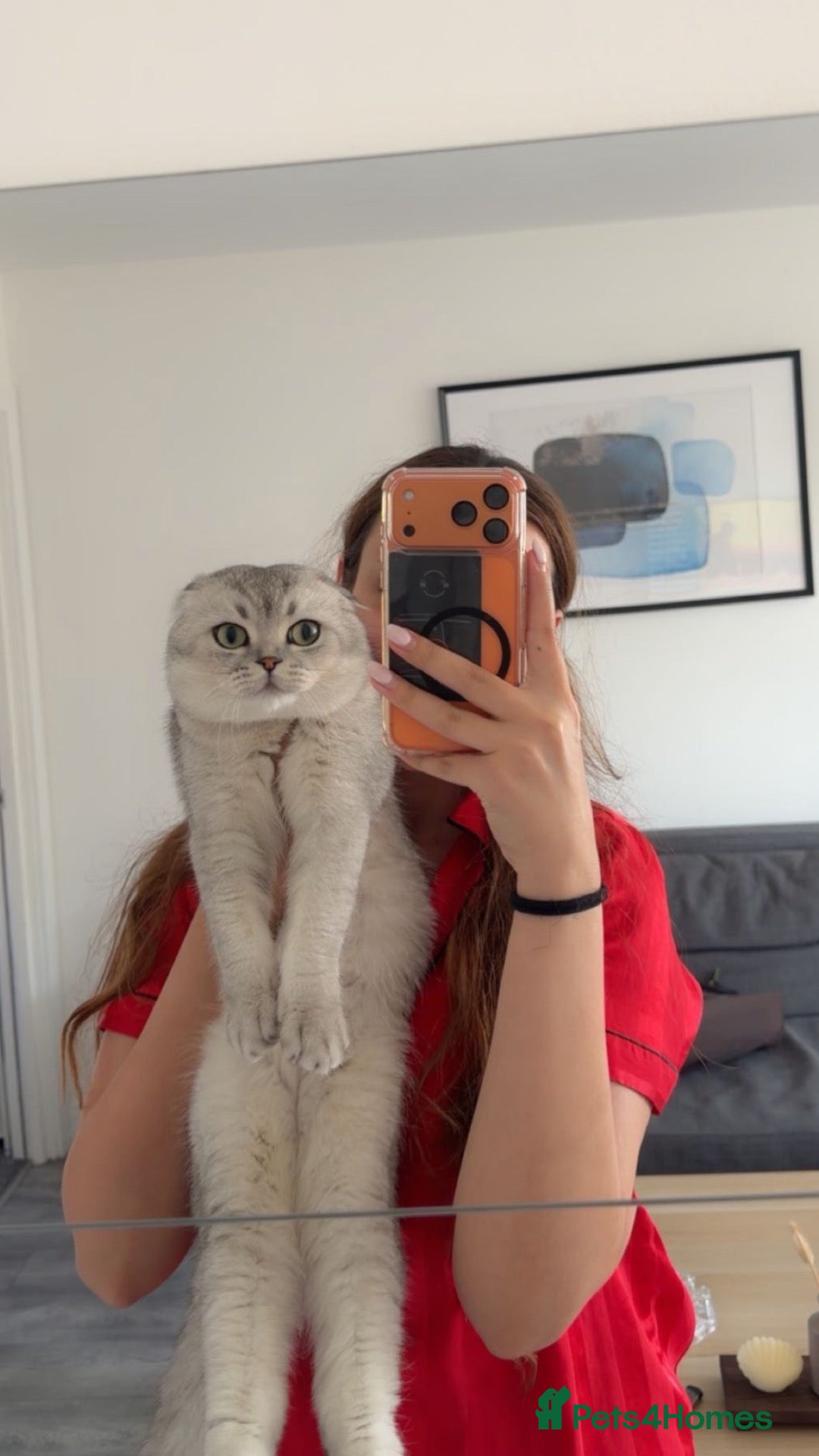 Scottish Fold cats Lovely Friendly Cat Looking for a Loving Home - Advert 15