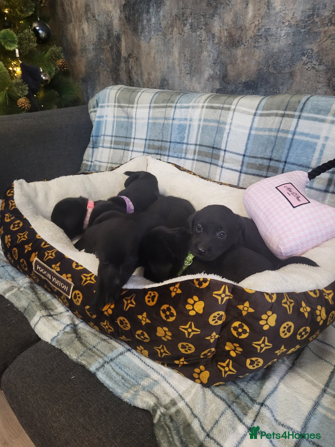 Labrador Retriever dogs for sale: KC registered Labrador Retriever puppies - Advert 3