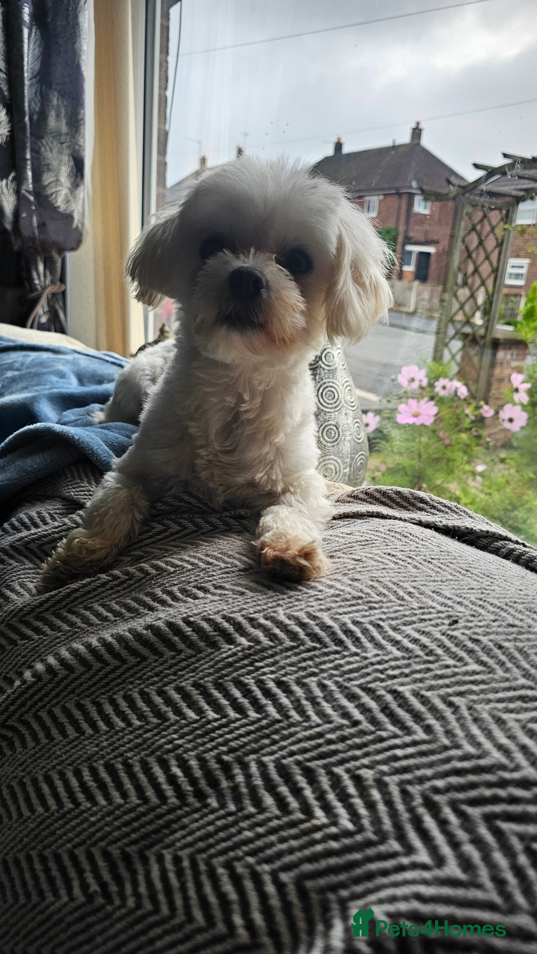 Maltese dogs for sale: Pinalapi girl - Image 3