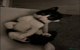 British Shorthair cats for sale: 🐱Blue&Felix- Bonded brother & Sister💛 - Advert 5