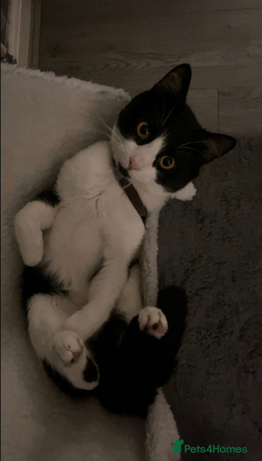 British Shorthair cats for sale: 🐱Blue&Felix- Bonded brother & Sister💛 - Advert 5