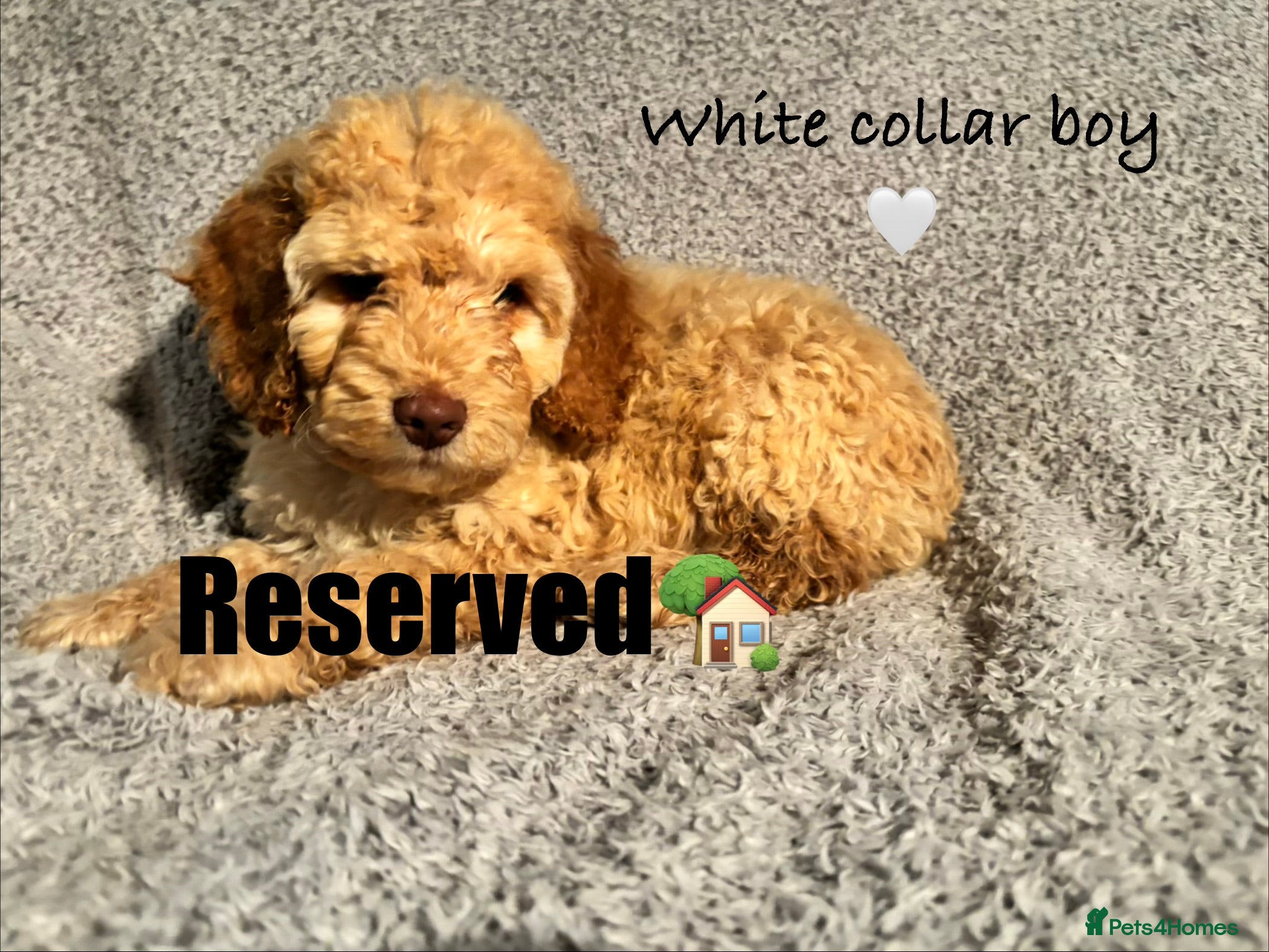 Cockapoo dogs 🐾 Stunning Litter of 8 Cockapoo Puppies! 🐾 - Advert 2