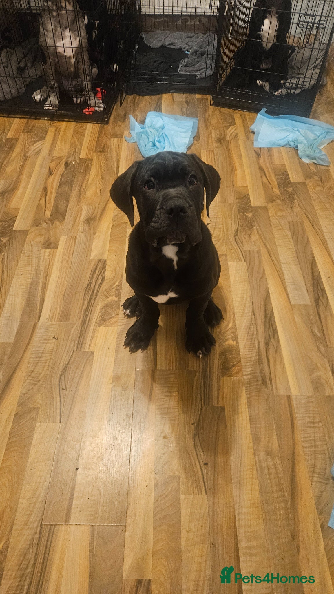 Cane Corso dogs Cane corso, 2 black male left. Very large pups - Advert 5