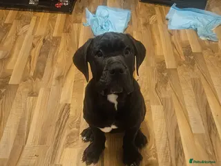 Cane Corso dogs Cane corso, 2 black male left. Very large pups - Advert 5