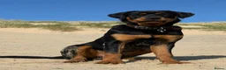 Rottweiler dogs for sale: Regrettable sale - Advert 1