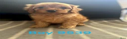 Cavapoo dogs for sale: cavapoo pups ready now  - Advert 7